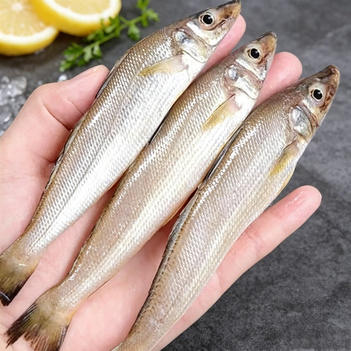 Piccoli Pesci di Mare